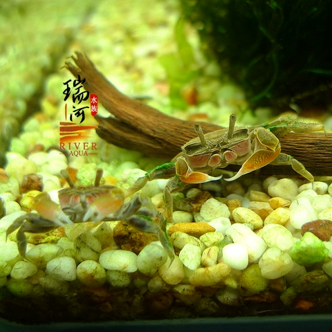 Xiaoshi Aquarius mini Crab Sham Shui Crab