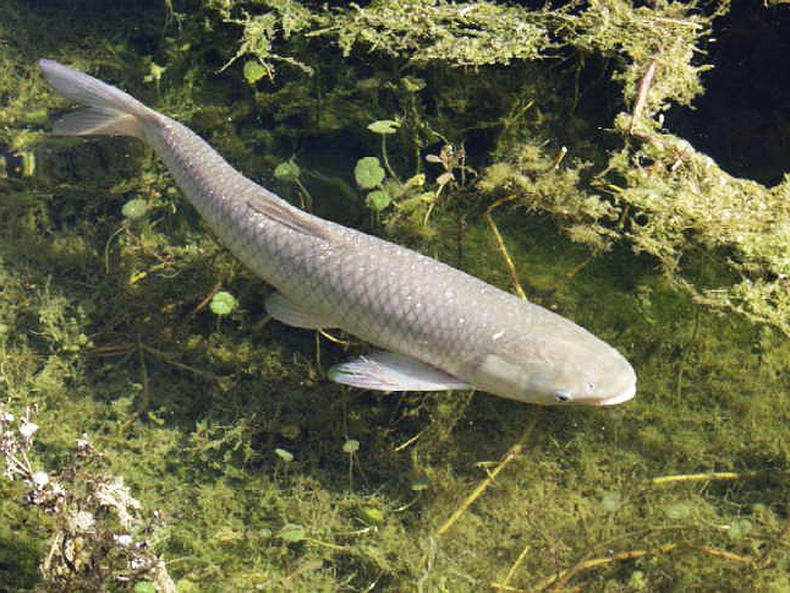 路亚青鱼的技巧攻略,新手别错过