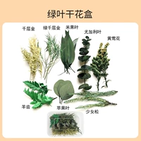 Зеленый листовой цветок