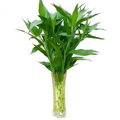 富贵竹水培植物转运竹盆栽植物室内净化空气绿植花卉四季好养水养