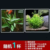 Случайная чашка