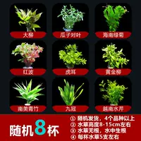 Красная и зеленая с восемью чашками водяной травы [Отправить тонущую чашку] Сильная рекомендация