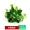 Mô phỏng cỏ cây tường trang trí cỏ hoa tường xanh trang trí nội thất nhựa hoa màu xanh lá cây tường tường - Hoa nhân tạo / Cây / Trái cây
