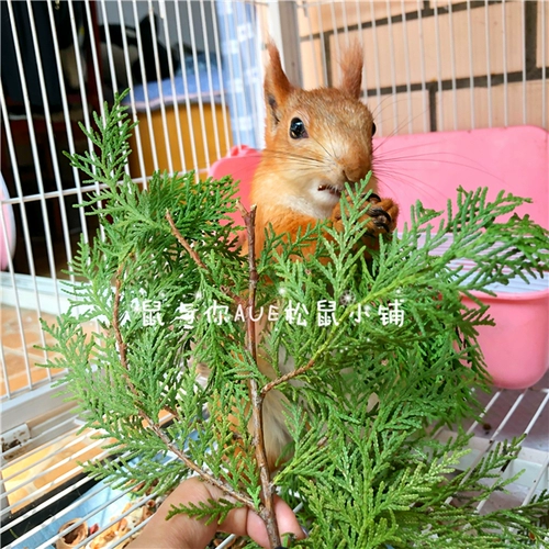 Белка летающая мышь Мыши Родор Животные Интерактивные Игрушки природа Подарок природы свежие глубокие горы и дикие трубы свежие листья