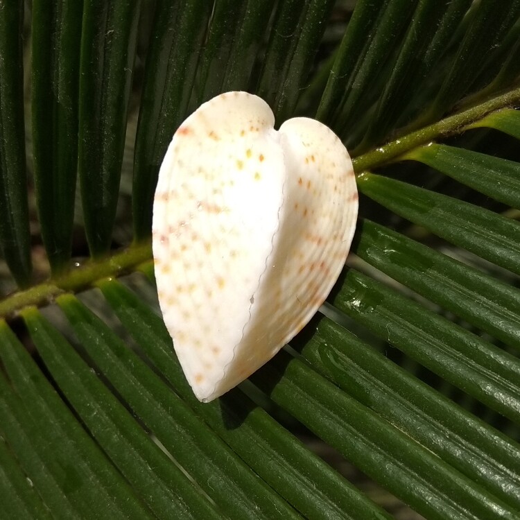 天然心形海螺贝壳同心蛤爱心贝同心贝情侣贝七夕恋人礼物橱窗设计