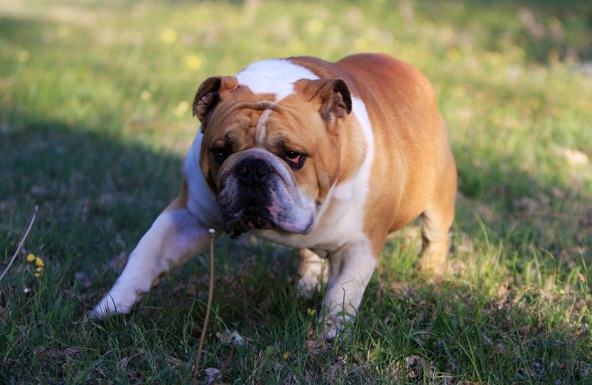 斗牛犬还要做牵引训练?现在知道还不晚