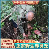 Shennongjia Wild Ganoderma lucidum Whole Lenzhi 250g может нарезать нарезанное порошковое вино, Redzhi Dry Good