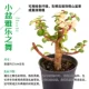 [紫罗兰]