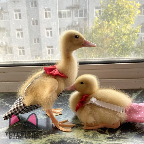 Yoyo Custom Duck Clothing Kor Duck Duck Duck Duck Duck Duck Duck Poy Grap