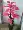 Cây mô phỏng Kerry trồng trong phòng khách trang trí hoa nhựa hạ cánh hoa giả cây đào trong nhà cây xanh mận bonsai - Hoa nhân tạo / Cây / Trái cây