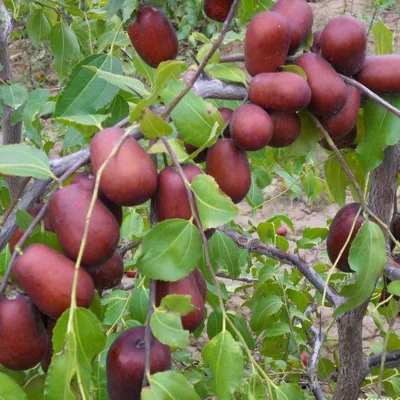 [Jujube tree live seedling grafted seedling with fruit in year huge Jin-si green jujube planted in courtyard for north south winter jujube seedling]