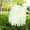 Hoa giả hoa giả hoa wisteria bó hoa tím đậu hoa nụ hoa mây lá đám cưới trang trí nội thất vòm nho - Hoa nhân tạo / Cây / Trái cây