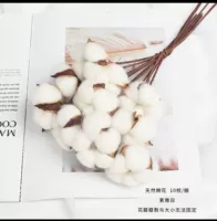 Хлопковая ветка