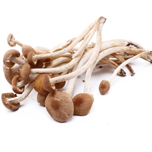 【Fungivore】Гриб чайного дерева 250г