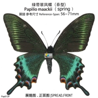 Onojia True Butterfly Specering Оригинальная бабочка зеленый ремень Cui Phoenix Butterfly [Spring Type] Papilio maackii