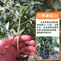 Темно-зеленый