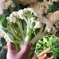 Цвета шампанского