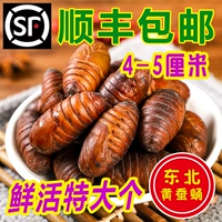 Северо -восточный специалист дикие булочки шелковика