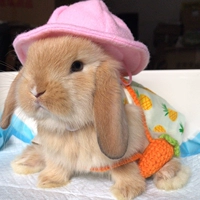 Кролик, одежда, украшение, шапка, домашний питомец