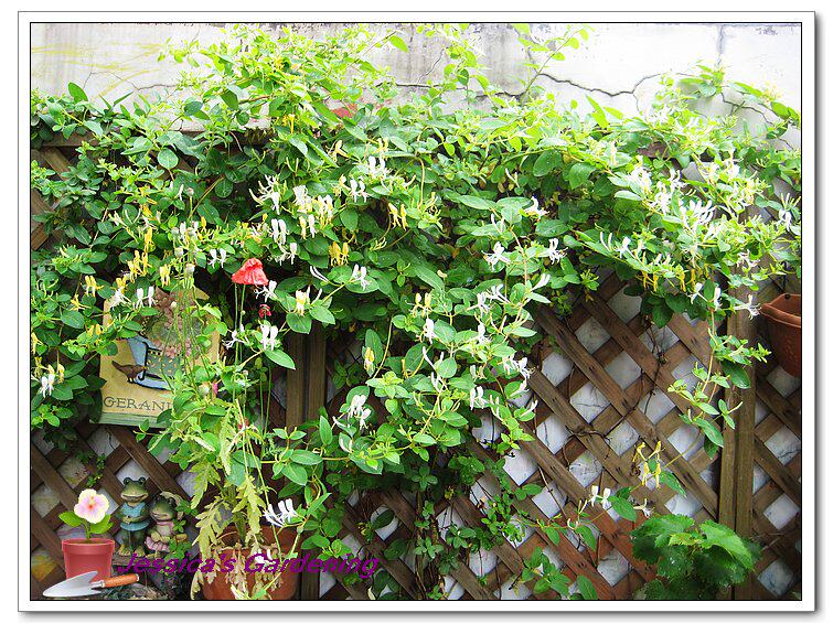 下集待续……来源:藏花阁花卉论坛作者:jessicawang0金银花,大型落叶