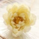 Цветок Ziyuan -мимилк белый
