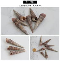 5 светло -коричневые натуральные улитки 5