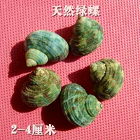 5 Зеленые натуральные зеленые улитки 5