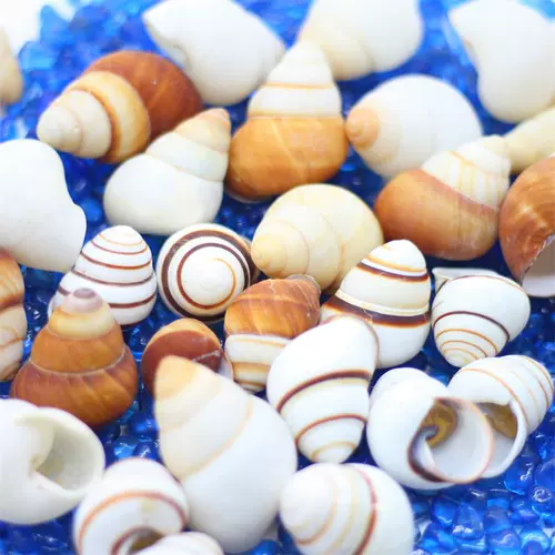 Натуральная раковина Shell Snail Pish Tank аквариум декоративная коллекция подарки Коллекция рулоны оболочки дома краб -оболочка оболочка