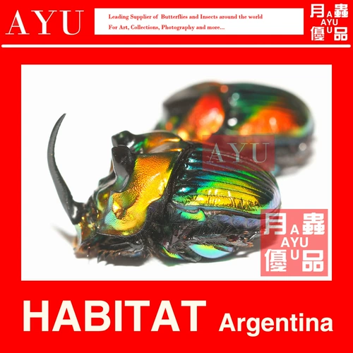 Император радуги Даро Порта Мюзет Материал Материалов Порта