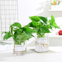 Простая гидропонная растение Зеленый укроп содержит бутылки гидропонной стеклянной вазы Гидравлическая узера на рабочем столе для удаления формальдегида