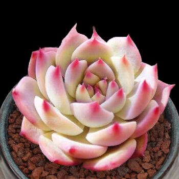 多肉度夏时叶片发软原因不外乎3个