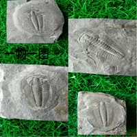 Три -лиф -ископаемый грубый образец естественного Ледэ Biomanoshio Biomanoshioza ormants странный камень физическая стрельба