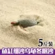 Ящерица с желобой черепахи упакован 5 фунтов с помощью мелкого песка