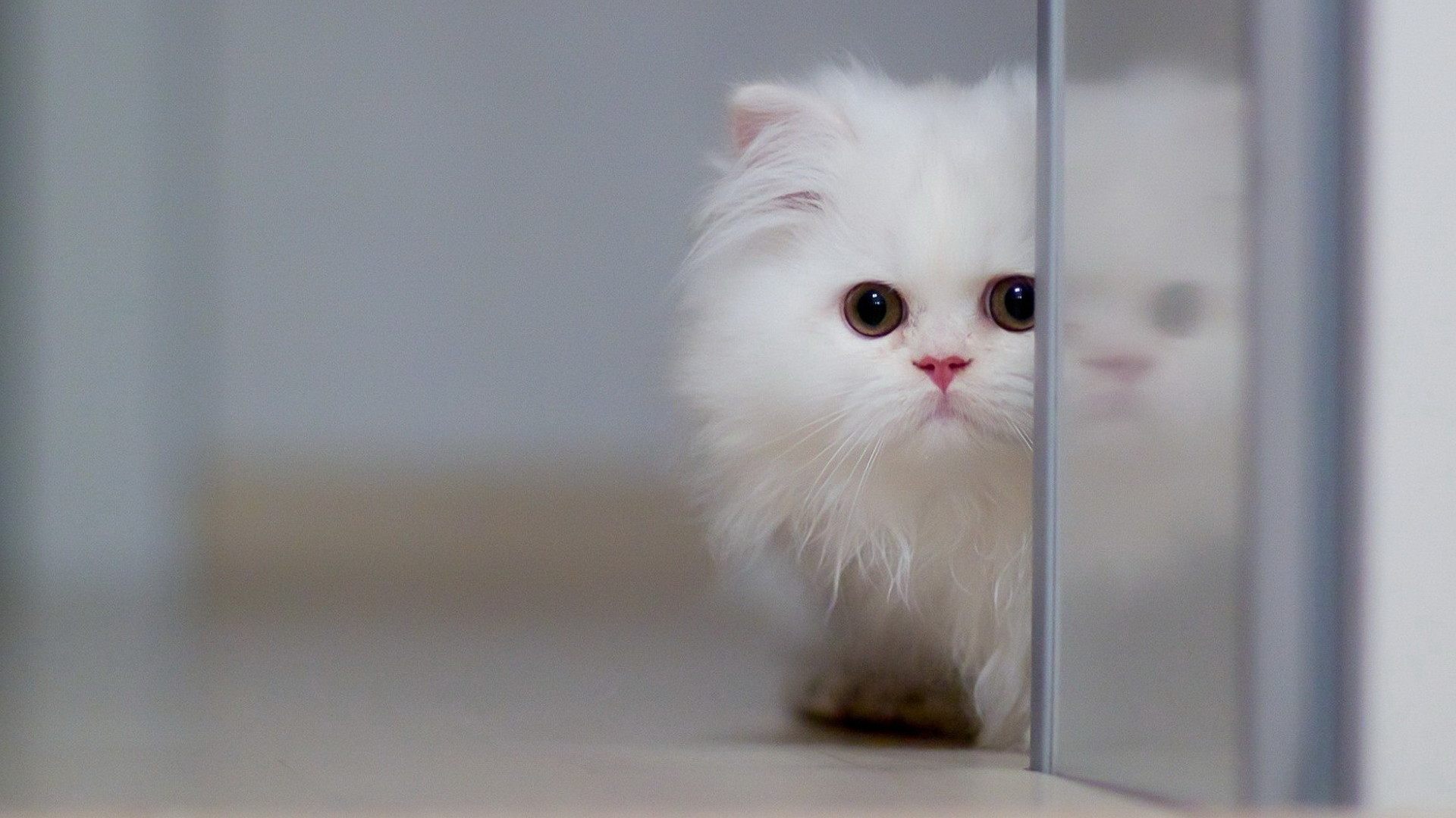 momo掉毛掉的特别多,整个吉猫社的猫毛好像都是它掉的~虽然现在是夏天