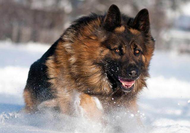 有这几个习惯说明你很会养狗你有吗