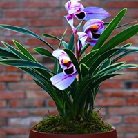 Purple Yuehe 2 Seedings (следуйте удобрению)