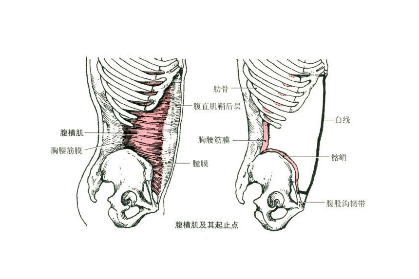 掌握正确的训练方法，让你快速练出马甲线