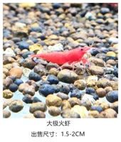 Daji Fire Crimp 15 Get 5 Получите 5 потерей потери