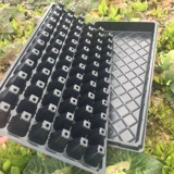 Саженцы и саженцы толстых садовников, саженцы для арбузы