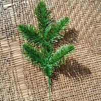 Буддийская пальмовая сосна