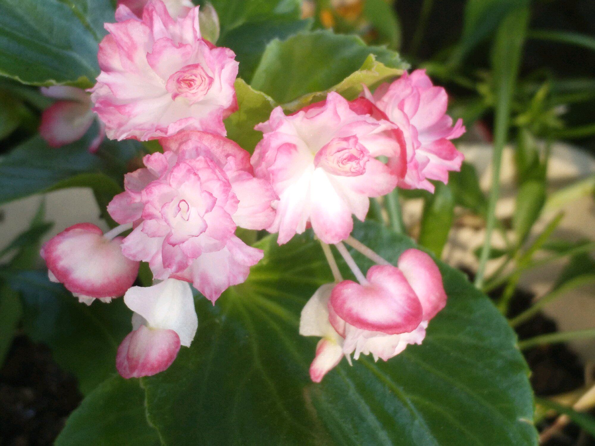 养四季海棠满足3条件冬天也爆花不断