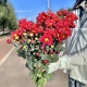 Ретро упаковка 5 Red Harle
