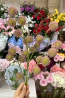 Одиночная сосна фруктовая розовая