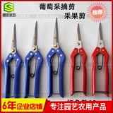 Ножницы для фруктов собирают фруктовые срезанные виноград, нарезанный сад с фруктами, режут и режущие овощи, сборы и режущие инструменты для садоводства