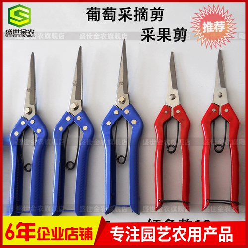Ножницы для фруктов собирают фруктовые срезанные виноград, нарезанный сад с фруктами, режут и режущие овощи, сборы и режущие инструменты для садоводства