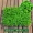 Mô phỏng nhà máy tường cỏ sân vườn trang trí tường giả hoa màu xanh lá cây tường bề mặt tường nhựa màu xanh lá cây treo cửa trong nhà - Hoa nhân tạo / Cây / Trái cây cây giả đẹp