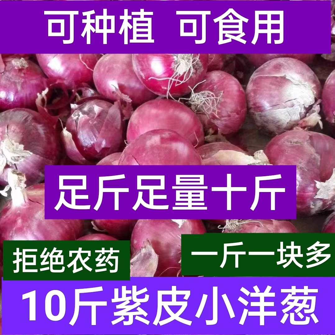 紫皮洋葱10斤整箱一件代发新鲜生吃水果圆葱头当季蔬菜5斤批发-阿里巴巴