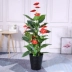 Mô phỏng đầu may mắn hoa giả lối vào phòng khách trang trí trong nhà anthurium tốt lành mô phỏng cây trồng trong chậu cây cảnh hoa nhựa treo tường Hoa nhân tạo / Cây / Trái cây