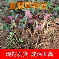Размножение корней Гуйчжоу дикое складное ушное уховое корень houttuynia трава сая сажан