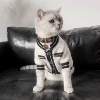 Товары от 猫先生宠物工作室